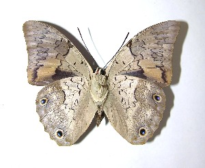  ( - 07-SRNP-47460)  @14 [ ] CreativeCommons - Attribution Non-Commercial Share-Alike (2010) Daniel H. Janzen Guanacaste Dry Forest Conservation Fund