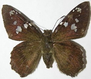  ( - 08-SRNP-14631)  @14 [ ] CreativeCommons - Attribution Non-Commercial Share-Alike (2009) Daniel H. Janzen Guanacaste Dry Forest Conservation Fund