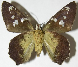  ( - 08-SRNP-14631)  @14 [ ] CreativeCommons - Attribution Non-Commercial Share-Alike (2009) Daniel H. Janzen Guanacaste Dry Forest Conservation Fund