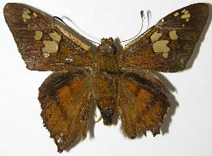  ( - 08-SRNP-22926)  @14 [ ] CreativeCommons - Attribution Non-Commercial Share-Alike (2009) Daniel H. Janzen Guanacaste Dry Forest Conservation Fund