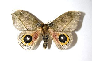  ( - 08-SRNP-41282)  @14 [ ] CreativeCommons - Attribution Non-Commercial Share-Alike (2010) Daniel H. Janzen Guanacaste Dry Forest Conservation Fund