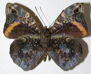  (Opsiphanes cassinaICG01 - 08-SRNP-56323)  @14 [ ] CreativeCommons - Attribution Non-Commercial Share-Alike (2009) Daniel H. Janzen Guanacaste Dry Forest Conservation Fund