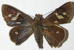  ( - 08-SRNP-65725)  @14 [ ] CreativeCommons - Attribution Non-Commercial Share-Alike (2009) Daniel H. Janzen Guanacaste Dry Forest Conservation Fund