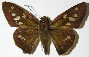  ( - 08-SRNP-65870)  @14 [ ] CreativeCommons - Attribution Non-Commercial Share-Alike (2009) Daniel H. Janzen Guanacaste Dry Forest Conservation Fund