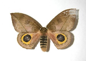  ( - 08-SRNP-71050)  @14 [ ] CreativeCommons - Attribution Non-Commercial Share-Alike (2010) Daniel H. Janzen Guanacaste Dry Forest Conservation Fund