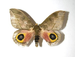  ( - 08-SRNP-71075)  @14 [ ] CreativeCommons - Attribution Non-Commercial Share-Alike (2010) Daniel H. Janzen Guanacaste Dry Forest Conservation Fund