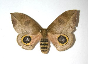  ( - 08-SRNP-71080)  @14 [ ] CreativeCommons - Attribution Non-Commercial Share-Alike (2010) Daniel H. Janzen Guanacaste Dry Forest Conservation Fund