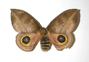  ( - 08-SRNP-71081)  @14 [ ] CreativeCommons - Attribution Non-Commercial Share-Alike (2010) Daniel H. Janzen Guanacaste Dry Forest Conservation Fund