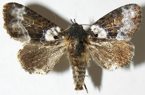  ( - 08-SRNP-23677)  @13 [ ] CreativeCommons - Attribution Non-Commercial Share-Alike (2009) Daniel H. Janzen Guanacaste Dry Forest Conservation Fund