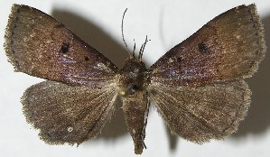  ( - 08-SRNP-30354)  @14 [ ] CreativeCommons - Attribution Non-Commercial Share-Alike (2009) Daniel H. Janzen Guanacaste Dry Forest Conservation Fund