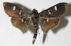  ( - 08-SRNP-36584)  @14 [ ] CreativeCommons - Attribution Non-Commercial Share-Alike (2009) Daniel H. Janzen Guanacaste Dry Forest Conservation Fund