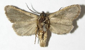  ( - 08-SRNP-45110)  @14 [ ] CreativeCommons - Attribution Non-Commercial Share-Alike (2009) Daniel H. Janzen Guanacaste Dry Forest Conservation Fund