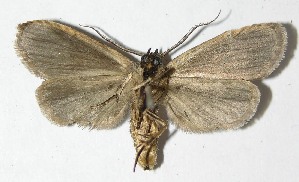  ( - 08-SRNP-45112)  @14 [ ] CreativeCommons - Attribution Non-Commercial Share-Alike (2009) Daniel H. Janzen Guanacaste Dry Forest Conservation Fund