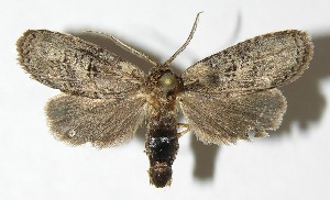  ( - 08-SRNP-45115)  @14 [ ] CreativeCommons - Attribution Non-Commercial Share-Alike (2009) Daniel H. Janzen Guanacaste Dry Forest Conservation Fund