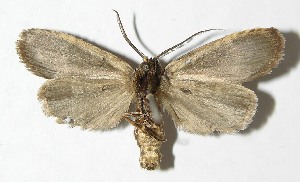  ( - 08-SRNP-45115)  @14 [ ] CreativeCommons - Attribution Non-Commercial Share-Alike (2009) Daniel H. Janzen Guanacaste Dry Forest Conservation Fund