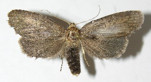  ( - 08-SRNP-45122)  @14 [ ] CreativeCommons - Attribution Non-Commercial Share-Alike (2009) Daniel H. Janzen Guanacaste Dry Forest Conservation Fund