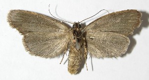  ( - 08-SRNP-45122)  @14 [ ] CreativeCommons - Attribution Non-Commercial Share-Alike (2009) Daniel H. Janzen Guanacaste Dry Forest Conservation Fund