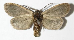  ( - 08-SRNP-45128)  @14 [ ] CreativeCommons - Attribution Non-Commercial Share-Alike (2009) Daniel H. Janzen Guanacaste Dry Forest Conservation Fund