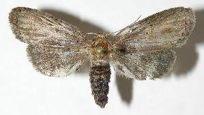  ( - 08-SRNP-57735)  @14 [ ] CreativeCommons - Attribution Non-Commercial Share-Alike (2009) Daniel H. Janzen Guanacaste Dry Forest Conservation Fund