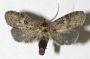  ( - 08-SRNP-57736)  @14 [ ] CreativeCommons - Attribution Non-Commercial Share-Alike (2009) Daniel H. Janzen Guanacaste Dry Forest Conservation Fund