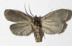  ( - 08-SRNP-57736)  @14 [ ] CreativeCommons - Attribution Non-Commercial Share-Alike (2009) Daniel H. Janzen Guanacaste Dry Forest Conservation Fund