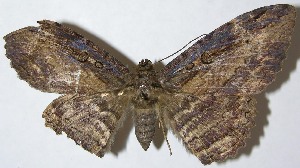  ( - 08-SRNP-71878)  @13 [ ] CreativeCommons - Attribution Non-Commercial Share-Alike (2009) Daniel H. Janzen Guanacaste Dry Forest Conservation Fund