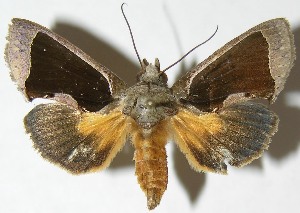  ( - 08-SRNP-72332)  @13 [ ] CreativeCommons - Attribution Non-Commercial Share-Alike (2009) Daniel H. Janzen Guanacaste Dry Forest Conservation Fund