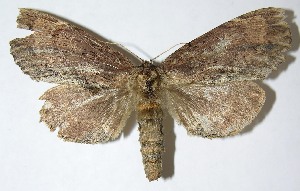  ( - 08-SRNP-21571)  @14 [ ] CreativeCommons - Attribution Non-Commercial Share-Alike (2009) Daniel H. Janzen Guanacaste Dry Forest Conservation Fund