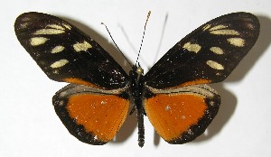  ( - 08-SRNP-23185)  @11 [ ] CreativeCommons - Attribution Non-Commercial Share-Alike (2009) Daniel H. Janzen Guanacaste Dry Forest Conservation Fund