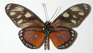  (Eueides vulgiformis - 08-SRNP-23185)  @11 [ ] CreativeCommons - Attribution Non-Commercial Share-Alike (2009) Daniel H. Janzen Guanacaste Dry Forest Conservation Fund