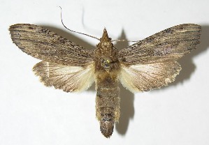  ( - 08-SRNP-23598)  @14 [ ] CreativeCommons - Attribution Non-Commercial Share-Alike (2009) Daniel H. Janzen Guanacaste Dry Forest Conservation Fund