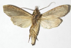  ( - 08-SRNP-23601)  @14 [ ] CreativeCommons - Attribution Non-Commercial Share-Alike (2009) Daniel H. Janzen Guanacaste Dry Forest Conservation Fund