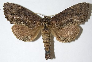  ( - 08-SRNP-2535)  @14 [ ] CreativeCommons - Attribution Non-Commercial Share-Alike (2009) Daniel H. Janzen Guanacaste Dry Forest Conservation Fund