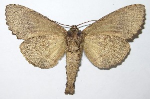  ( - 08-SRNP-2535)  @14 [ ] CreativeCommons - Attribution Non-Commercial Share-Alike (2009) Daniel H. Janzen Guanacaste Dry Forest Conservation Fund