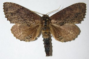  ( - 08-SRNP-36114)  @14 [ ] CreativeCommons - Attribution Non-Commercial Share-Alike (2009) Daniel H. Janzen Guanacaste Dry Forest Conservation Fund