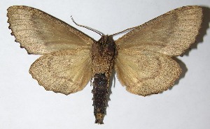  ( - 08-SRNP-36114)  @14 [ ] CreativeCommons - Attribution Non-Commercial Share-Alike (2009) Daniel H. Janzen Guanacaste Dry Forest Conservation Fund