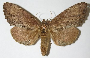  ( - 95-SRNP-6066)  @14 [ ] CreativeCommons - Attribution Non-Commercial Share-Alike (2009) Daniel H. Janzen Guanacaste Dry Forest Conservation Fund