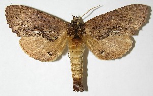  ( - 97-SRNP-1980)  @14 [ ] CreativeCommons - Attribution Non-Commercial Share-Alike (2009) Daniel H. Janzen Guanacaste Dry Forest Conservation Fund