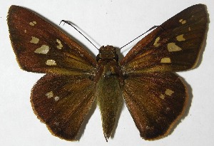  ( - 08-SRNP-24277)  @14 [ ] CreativeCommons - Attribution Non-Commercial Share-Alike (2009) Daniel H. Janzen Guanacaste Dry Forest Conservation Fund