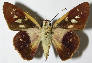  ( - 08-SRNP-24277)  @14 [ ] CreativeCommons - Attribution Non-Commercial Share-Alike (2009) Daniel H. Janzen Guanacaste Dry Forest Conservation Fund