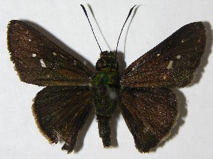  ( - 09-SRNP-20080)  @14 [ ] CreativeCommons - Attribution Non-Commercial Share-Alike (2009) Daniel H. Janzen Guanacaste Dry Forest Conservation Fund