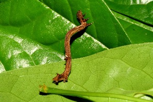  ( - 08-SRNP-6464)  @12 [ ] CreativeCommons - Attribution Non-Commercial Share-Alike (2013) Daniel H. Janzen Guanacaste Dry Forest Conservation Fund
