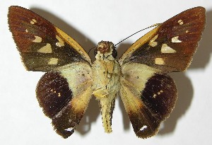  ( - 09-SRNP-30133)  @14 [ ] CreativeCommons - Attribution Non-Commercial Share-Alike (2009) Daniel H. Janzen Guanacaste Dry Forest Conservation Fund