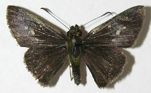  ( - 09-SRNP-30568)  @14 [ ] CreativeCommons - Attribution Non-Commercial Share-Alike (2009) Daniel H. Janzen Guanacaste Dry Forest Conservation Fund