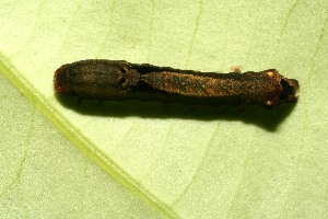  ( - 09-SRNP-30822)  @12 [ ] CreativeCommons - Attribution Non-Commercial Share-Alike (2013) Daniel H. Janzen Guanacaste Dry Forest Conservation Fund