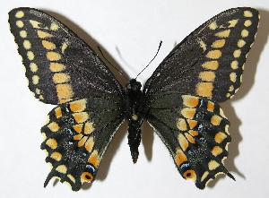  (Papilio stabilis - 09-SRNP-35523)  @15 [ ] CreativeCommons - Attribution Non-Commercial Share-Alike (2013) Daniel H. Janzen Guanacaste Dry Forest Conservation Fund