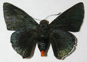  ( - 09-SRNP-881)  @14 [ ] CreativeCommons - Attribution Non-Commercial Share-Alike (2009) Daniel H. Janzen Guanacaste Dry Forest Conservation Fund