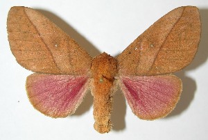  ( - 08-SRNP-24329)  @14 [ ] CreativeCommons - Attribution Non-Commercial Share-Alike (2009) Daniel H. Janzen Guanacaste Dry Forest Conservation Fund