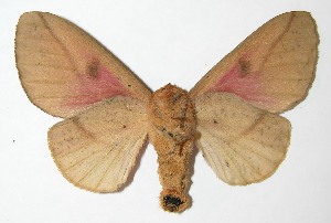  ( - 08-SRNP-24329)  @14 [ ] CreativeCommons - Attribution Non-Commercial Share-Alike (2009) Daniel H. Janzen Guanacaste Dry Forest Conservation Fund