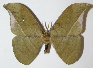  ( - 08-SRNP-58625)  @14 [ ] CreativeCommons - Attribution Non-Commercial Share-Alike (2009) Daniel H. Janzen Guanacaste Dry Forest Conservation Fund